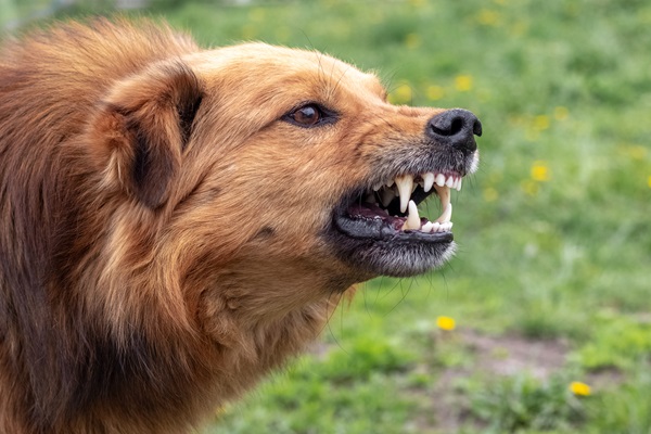 How Long Can A Dog Bark Legally In Colorado
